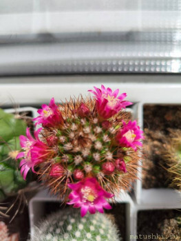 Наши цветы 2 - IMG_20250406_120900.jpg