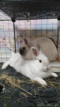 Мои домашние животные  - IMG20250407201523.jpg