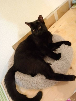 Любимая кошатинка  - IMG_20250408_070037_125.jpg