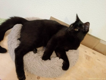 Любимая кошатинка  - IMG_20250408_070036_688.jpg