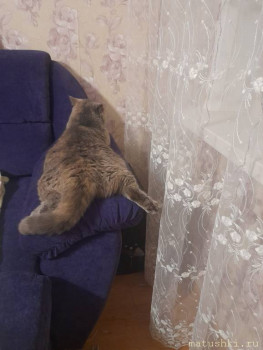 Любимая кошатинка  - IMG-20250412-WA0023.jpg