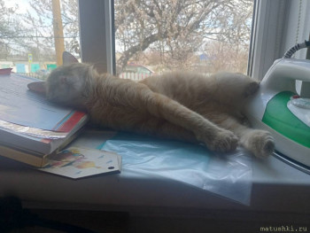 Любимая кошатинка  - IMG20250410163816.jpg