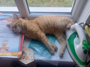 Любимая кошатинка  - IMG20250410163823.jpg