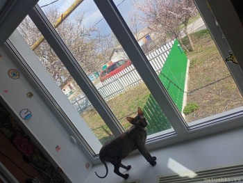 Это беремчатый бегемот, мой любимый