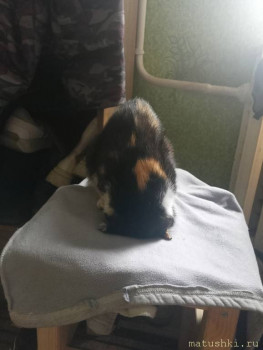 Нормальное состояние в большой семье