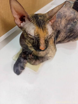 Оса укусила за лапку