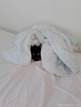 Любимая кошатинка  - IMG_20250428_062840.jpg