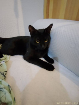 Любимая кошатинка  - photo_2025-04-27_20-39-34.jpg