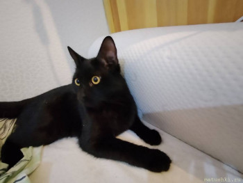 Любимая кошатинка  - photo_2025-04-27_20-39-33.jpg