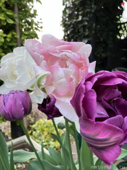 Наша дача - IMG_2630.jpeg