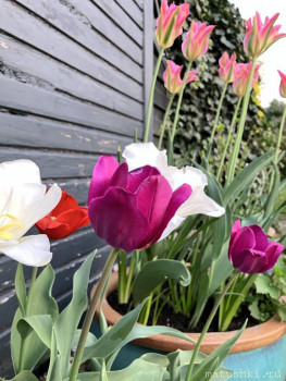 Наша дача - IMG_2637.jpeg