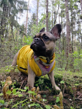 Придется завести собаку... - IMG20250508110942.jpg
