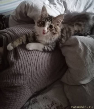 Любимая кошатинка  - IMG_20250611_215110.jpg