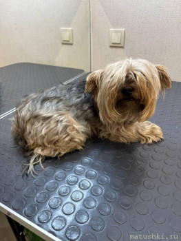 Мои домашние животные  - IMG-20250612-WA0106.jpg