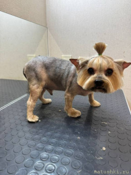 Мои домашние животные  - IMG-20250612-WA0107.jpg