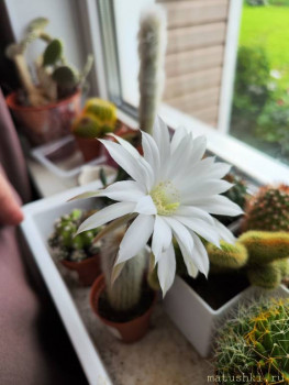 Наши цветы 2 - IMG_20250617_080810.jpg