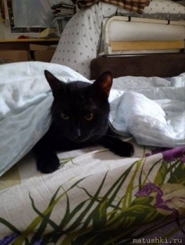 Любимая кошатинка  - IMG_20250622_181124_192.jpg