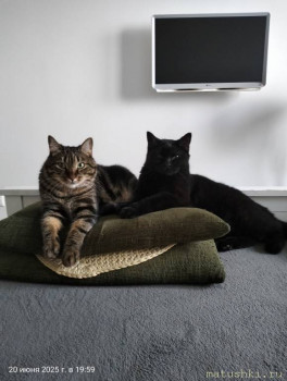 Любимая кошатинка  - IMG20250620195954.jpg