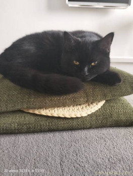 Любимая кошатинка  - IMG20250620133954.jpg