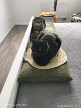 Любимая кошатинка  - IMG20250621132412.jpg