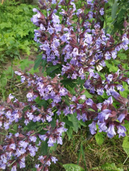 Наши цветы 2 - IMG_20250623_183458.jpg