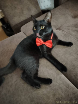 Любимая кошатинка  - photo_2025-06-27_06-23-25.jpg