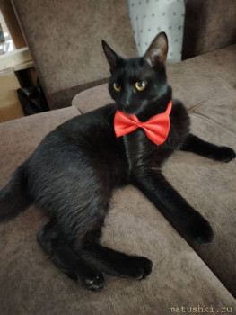 Любимая кошатинка  - photo_2025-06-27_06-23-25 (2).jpg