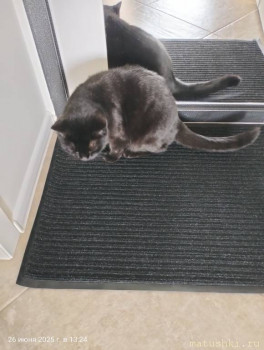 Любимая кошатинка  - IMG20250626132410.jpg