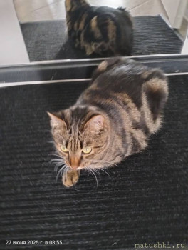 Любимая кошатинка  - IMG20250627085507.jpg