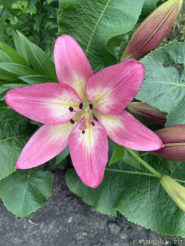 Наши цветы 2 - IMG_5793.jpeg