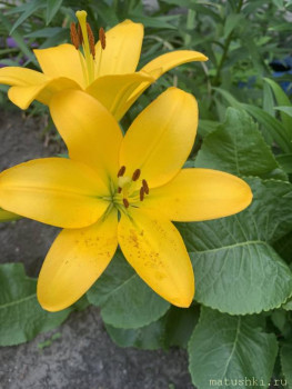 Наши цветы 2 - IMG_5795.jpeg