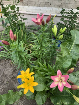 Наши цветы 2 - IMG_5796.jpeg