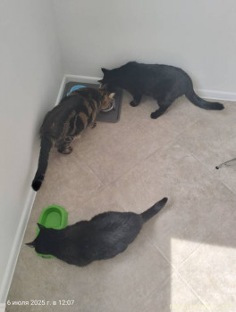 Любимая кошатинка  - IMG20250706120733.jpg