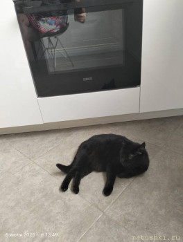 Любимая кошатинка  - IMG20250706134928.jpg