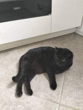 Любимая кошатинка  - IMG20250706134936.jpg