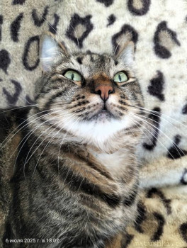 Любимая кошатинка  - IMG20250706180245.jpg