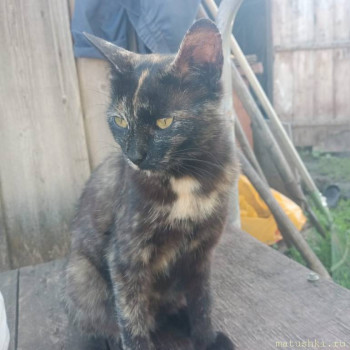 Любимая кошатинка  - IMG-20250706-WA0013.jpg