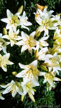 Наши цветы 2 - IMG_20250707_111744_828~2.jpg