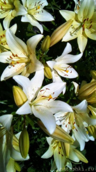 Наши цветы 2 - IMG_20250707_111753_424~2.jpg