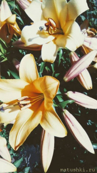 Наши цветы 2 - IMG_20250707_111803_026~3.jpg