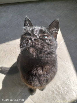 Любимая кошатинка  - IMG20250708111612.jpg