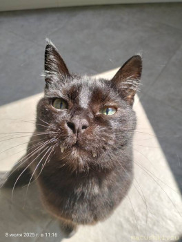 Любимая кошатинка  - IMG20250708111613.jpg