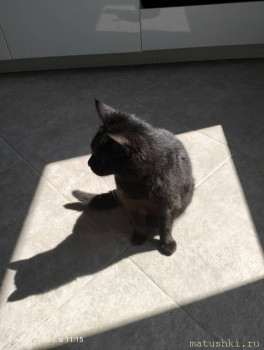 Любимая кошатинка  - IMG20250708111555.jpg