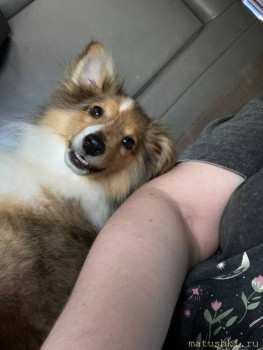 Придется завести собаку... - photo_2025-07-07_14-22-41.jpg