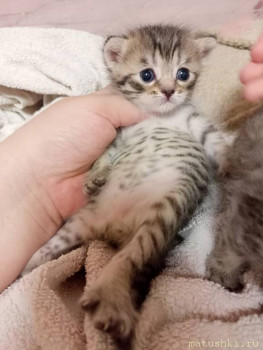 Любимая кошатинка  - IMG20250709205332.jpg