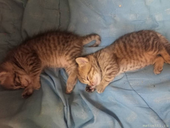 Любимая кошатинка  - IMG20250709230151.jpg