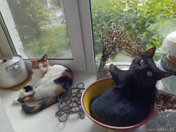 Любимая кошатинка  - IMG_20250622_103657_378.jpg