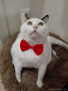 Любимая кошатинка  - IMG_20250721_185143.jpg