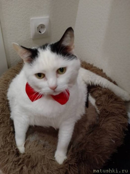 Любимая кошатинка  - IMG_20250721_185145.jpg