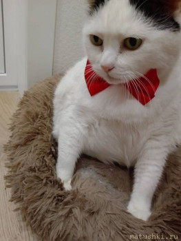 Любимая кошатинка  - IMG_20250721_185149.jpg